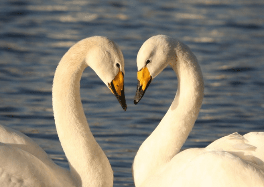 How to Start Swan Farming Business